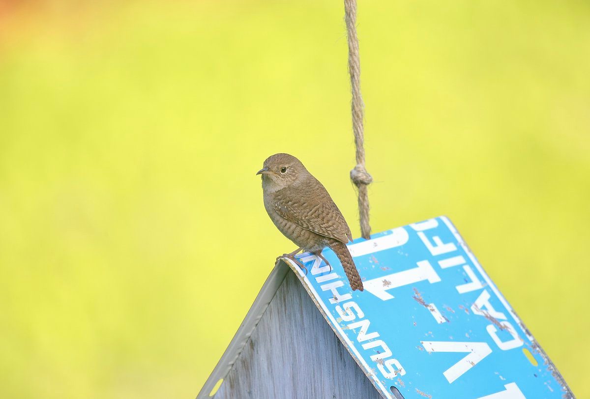house wren