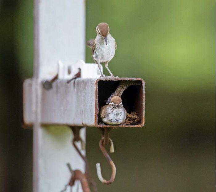bewick's wren