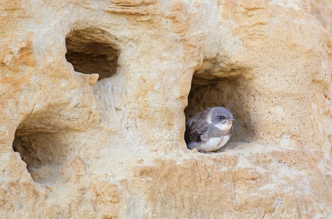 ground nesting birds, Bank Swallow Zm47140 0001