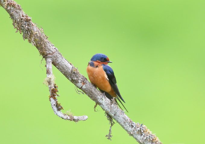 Barnswallow10b 050219