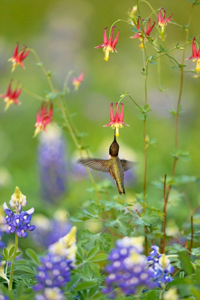 A black-chinned hummingbird flies directly under a red and yellow columbine bloom to drink its nectar.
