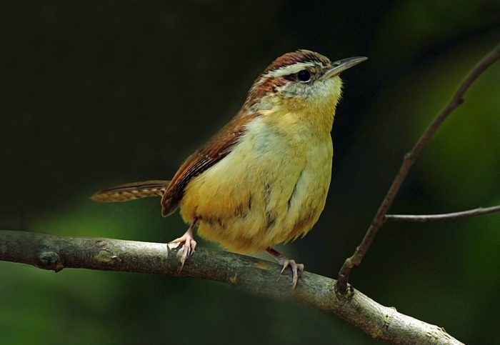 carolina wren, wren meaning