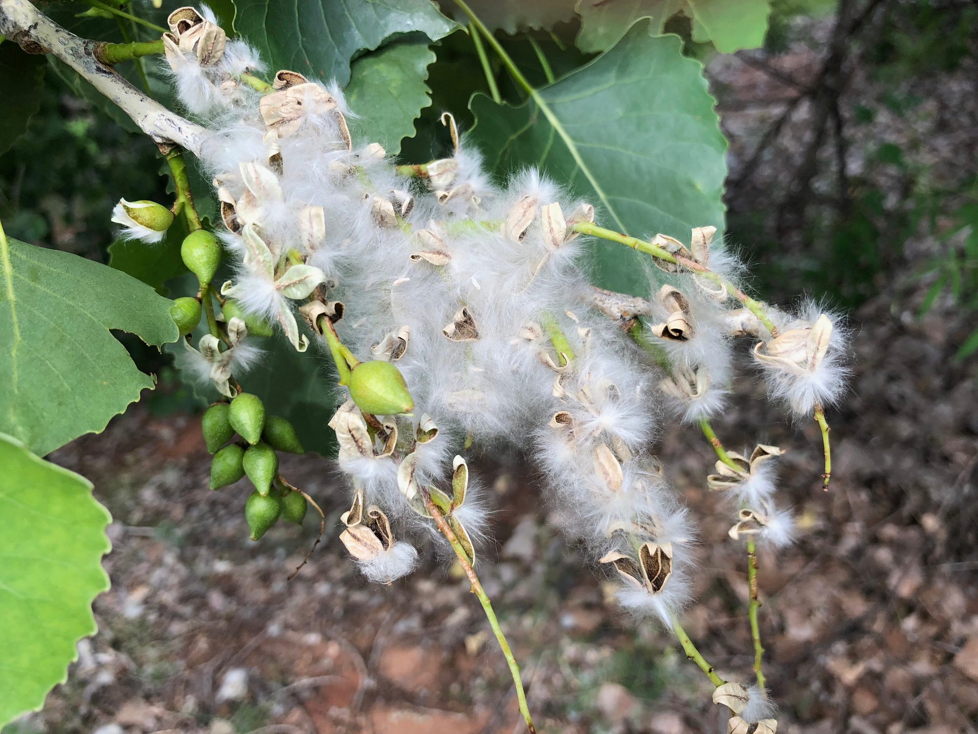 Cotton wood tree flowers