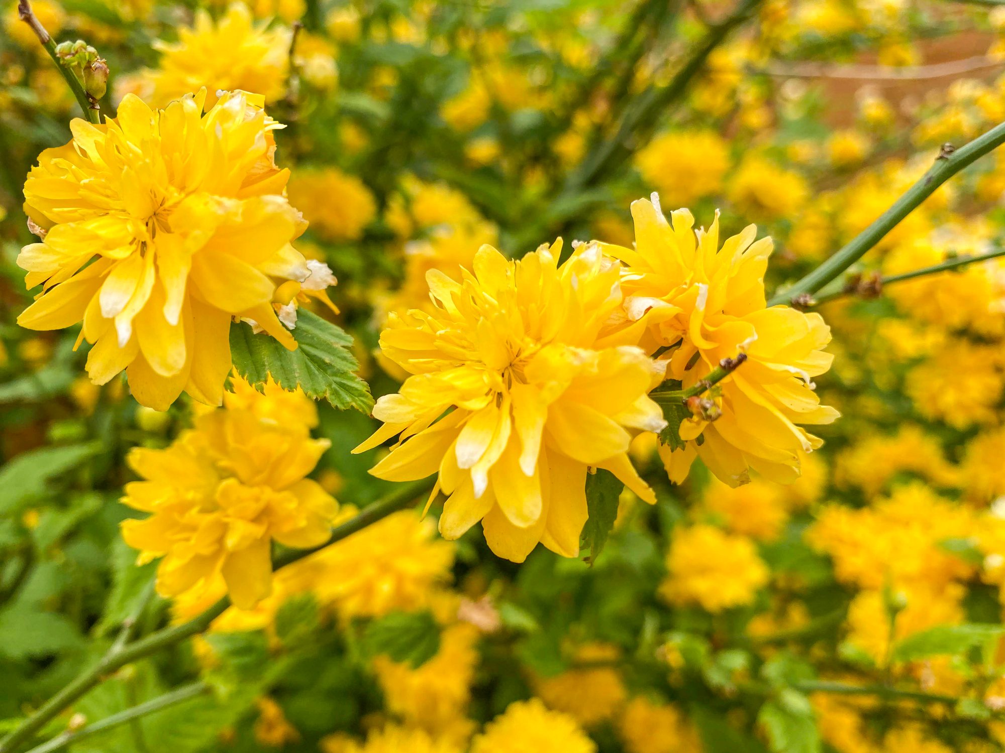shrubs for shade, Japanese Kerria, Japanese Rose plant flowering in Dublin, Ireland.