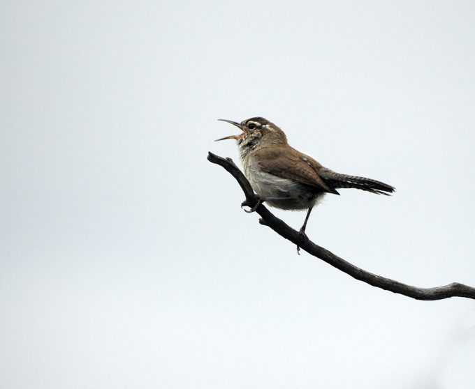 Bewick’s Wren Singing