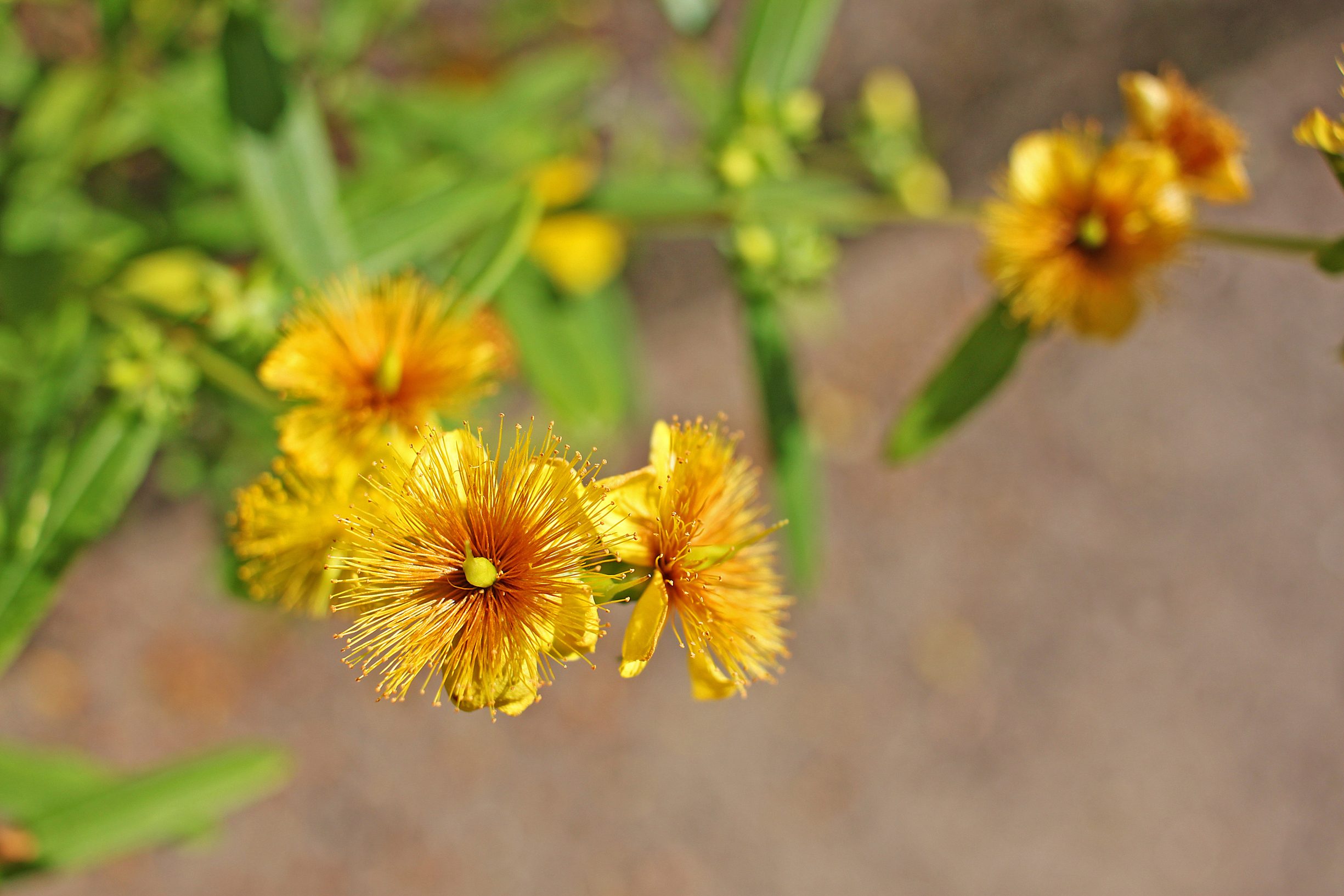Prolificum hypericum, shrubs for shade