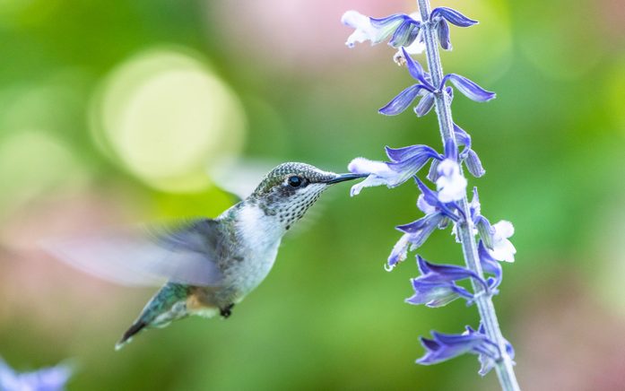Ruby Throated Hummingbird Feeding on Salvia in New York