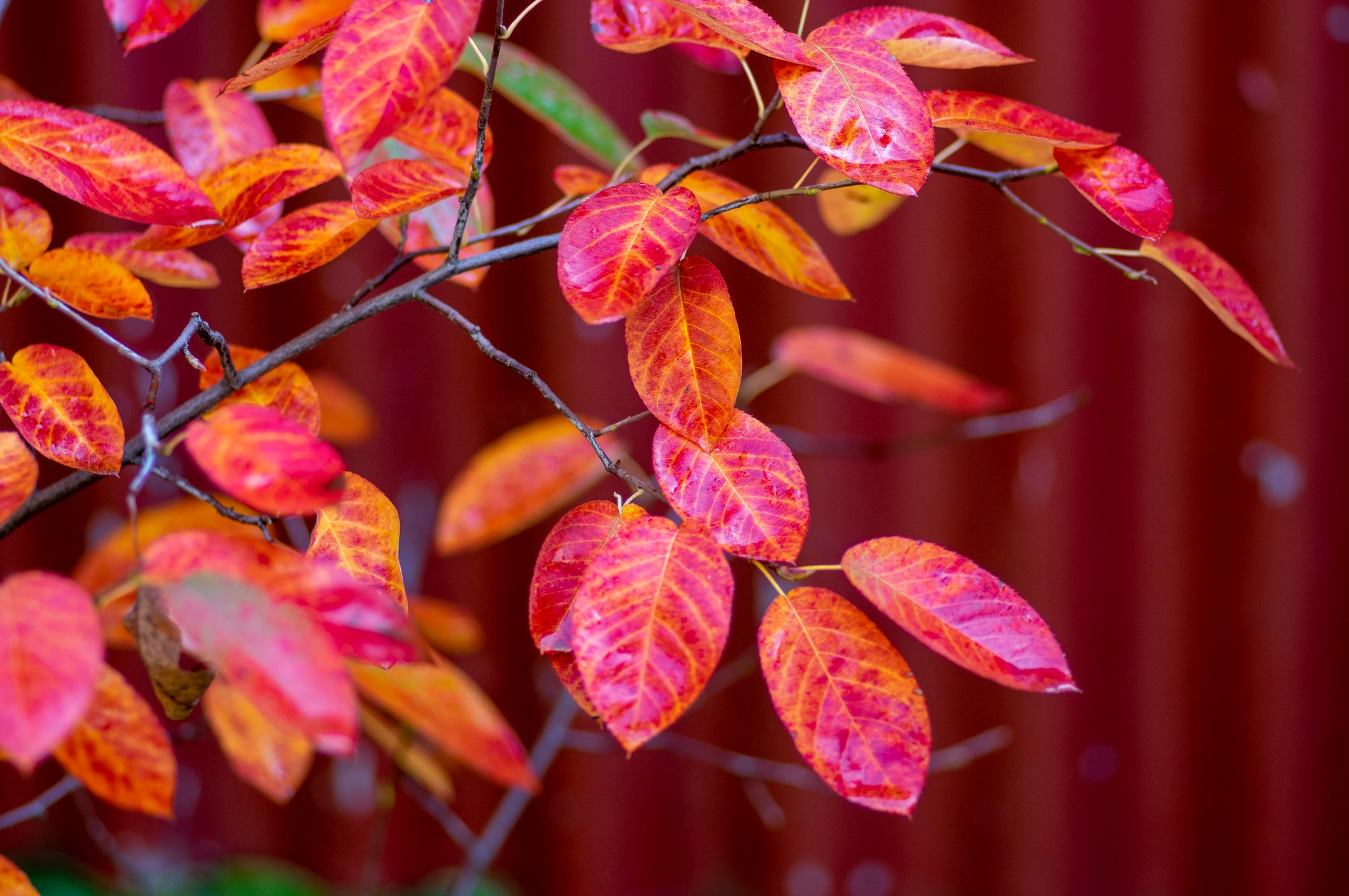 Amelanchier lamarckii shadbush autumnal shrub branches full of bright beautiful red orange yellow leaves after the rain