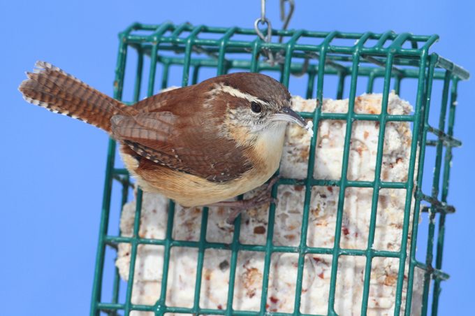 Carolina Wren On A Suet Feeder