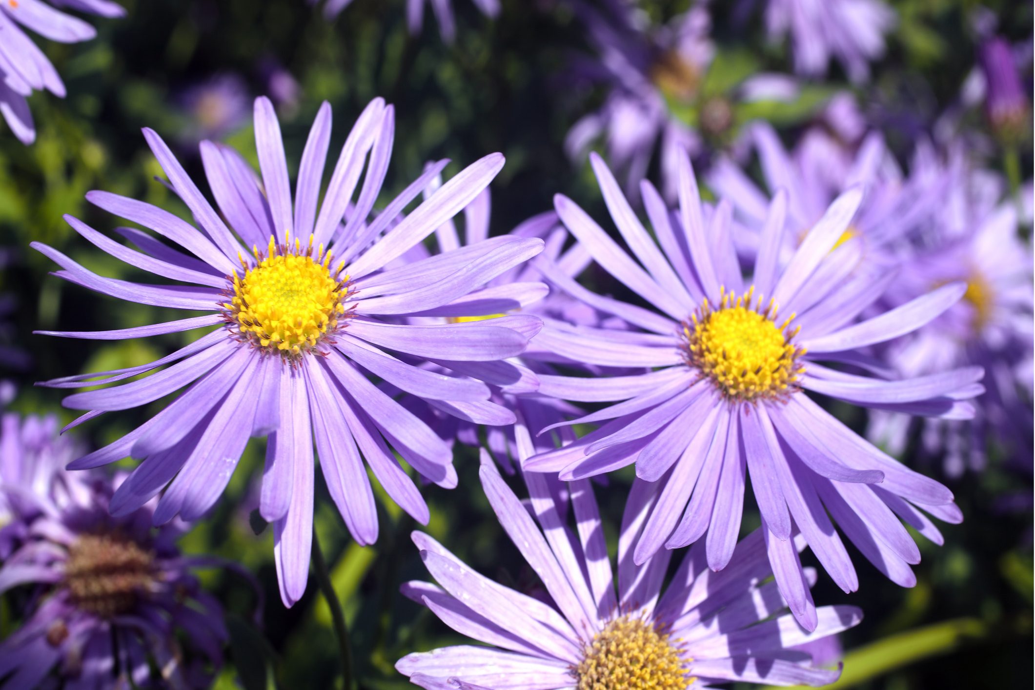 Aster, easy perennials