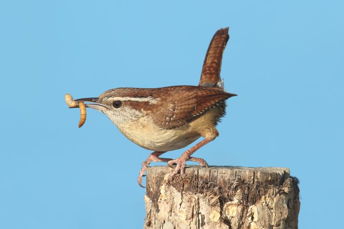 Carolina Wren On A Stump