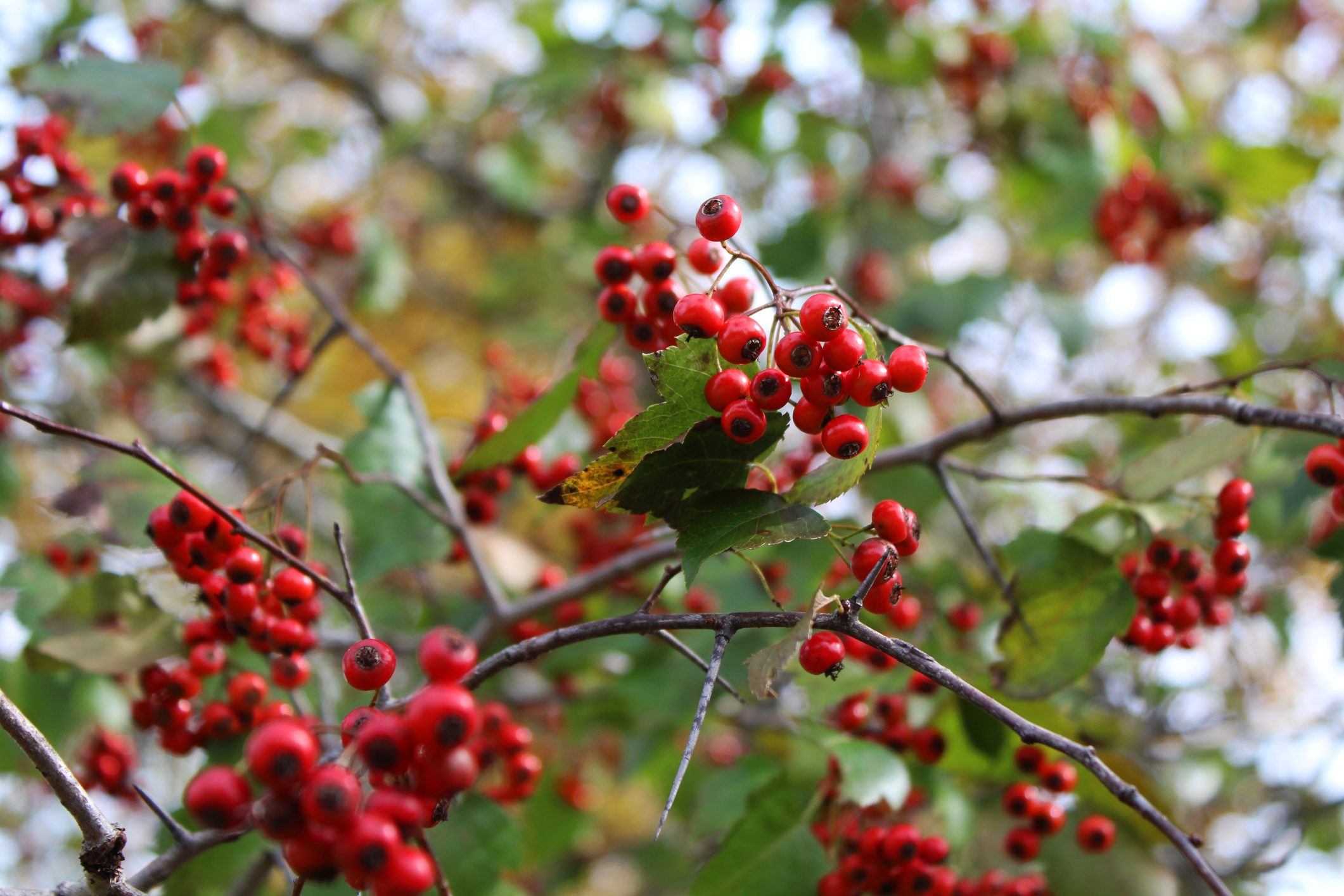 Red chokeberries in October