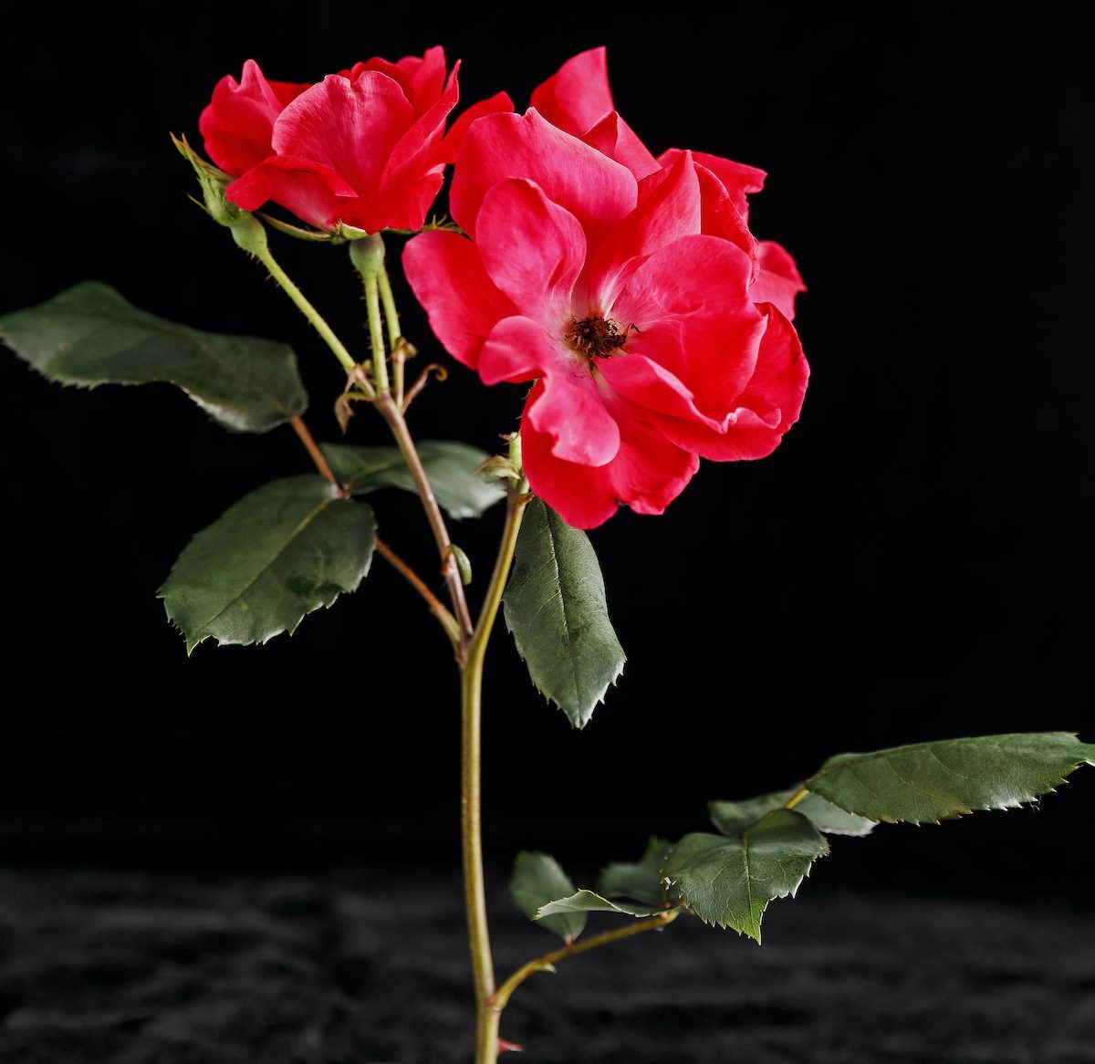 A Variety Of The Knock Out Rose Taken From Will Radler's Test Garden In July Of 2019.