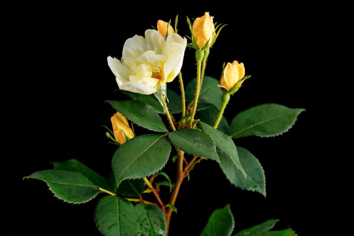 A Variety Of The Knock Out Rose Taken From Will Radler's Test Garden In July Of 2019.