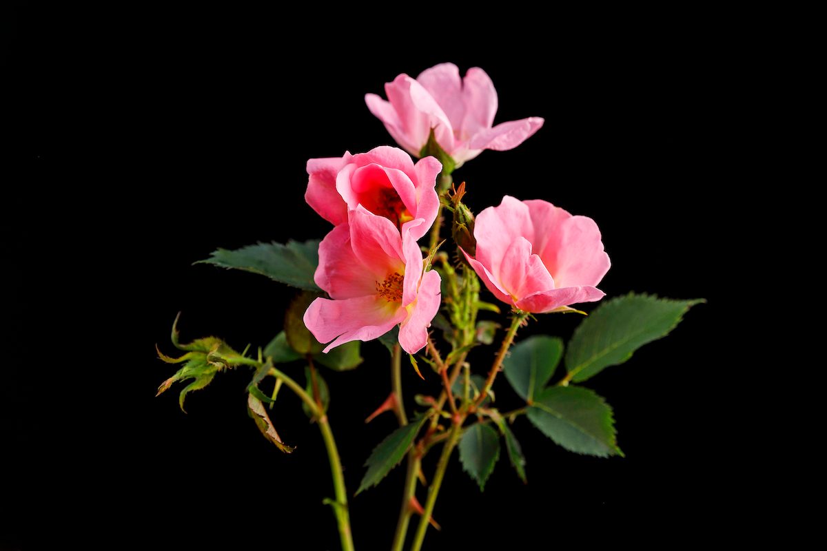 A Variety Of The Knock Out Rose Taken From Will Radler's Test Garden In July Of 2019.
