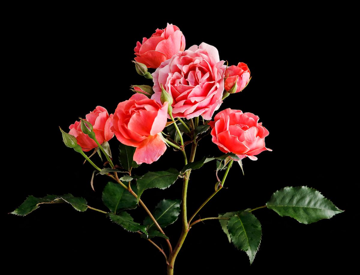 A Variety Of The Knock Out Rose Taken From Will Radler's Test Garden In July Of 2019.