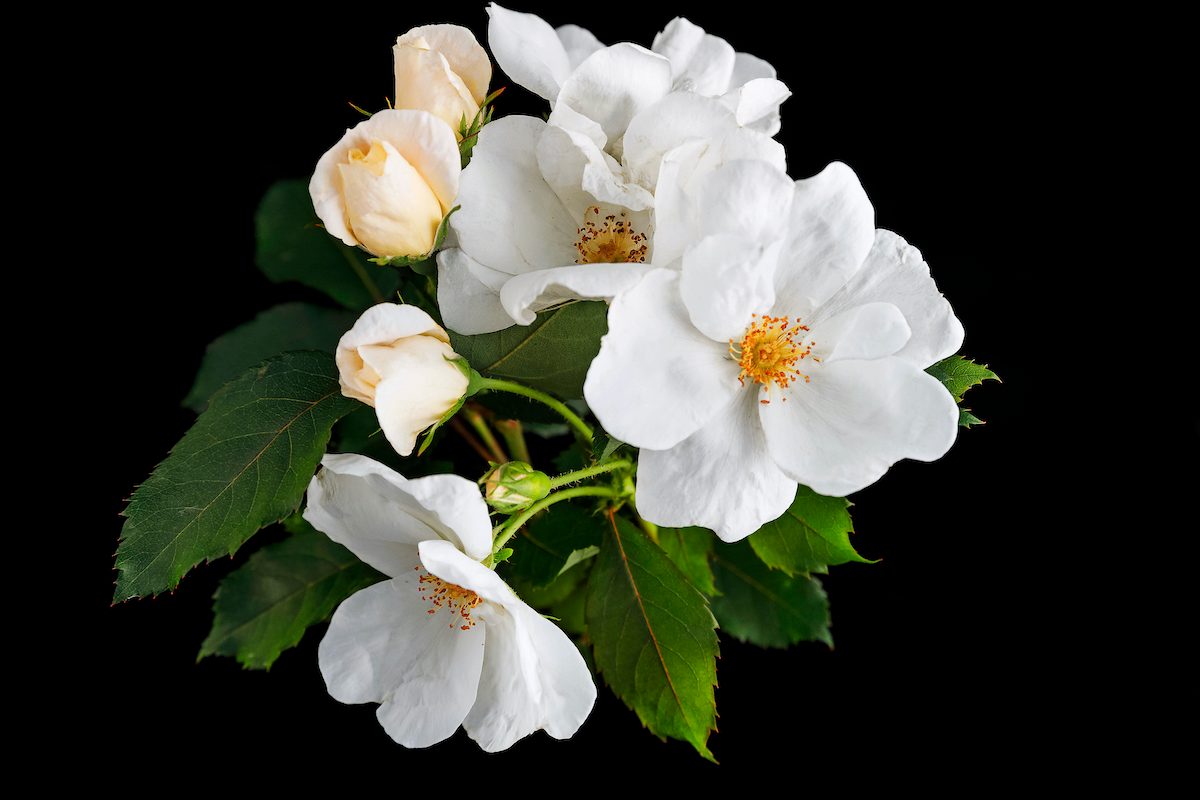 A Variety Of The Knock Out Rose Taken From Will Radler's Test Garden In July Of 2019.