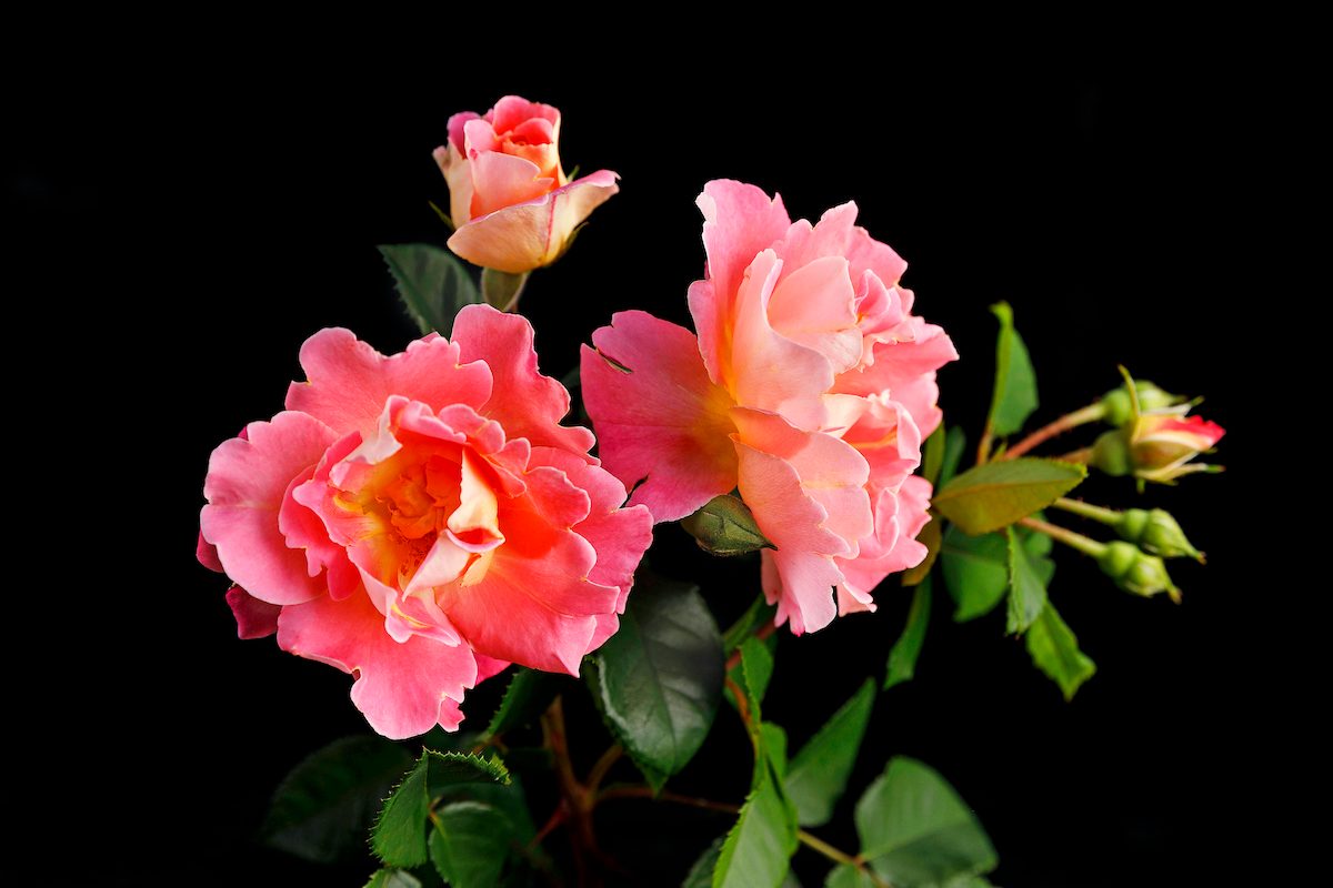 Knock Out Rose Variety From Will Radler’s Test Garden In July 2019.
