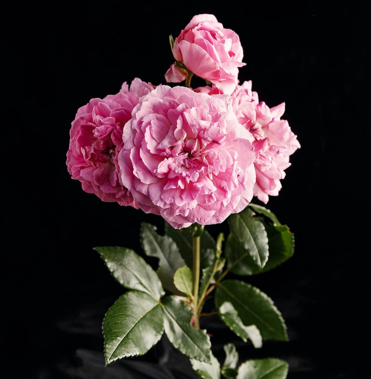 A Variety Of The Knock Out Rose Taken From Will Radler's Test Garden In July Of 2019.