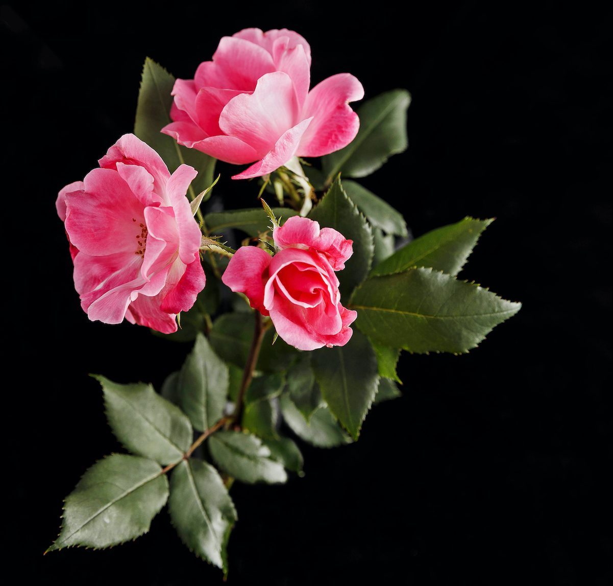 A Variety Of The Knock Out Rose Taken From Will Radler's Test Garden In July Of 2019.