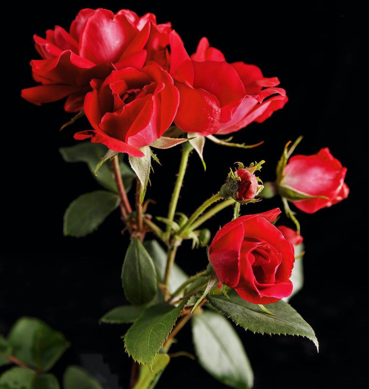A Variety Of The Knock Out Rose Taken From Will Radler's Test Garden In July Of 2019.
