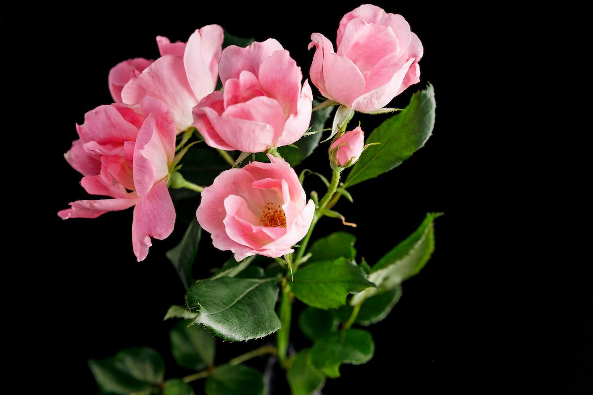 A Variety Of The Knock Out Rose Taken From Will Radler's Test Garden In July Of 2019.