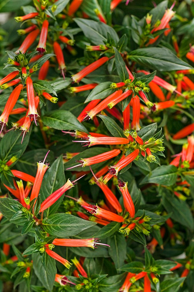 Vermillionaire Cuphea