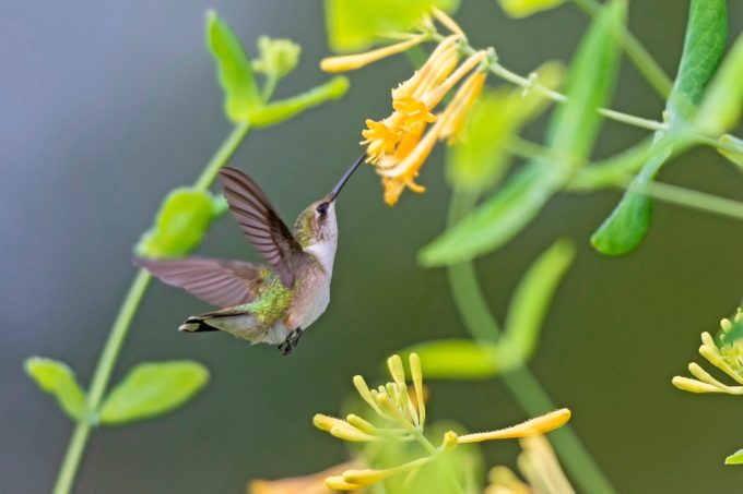 perennials for hummingbirds