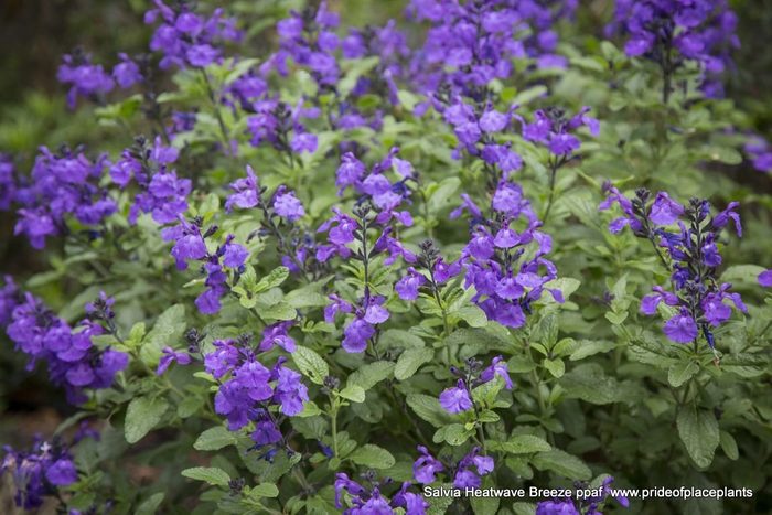 Salvia Heatwave Breeze 4 001