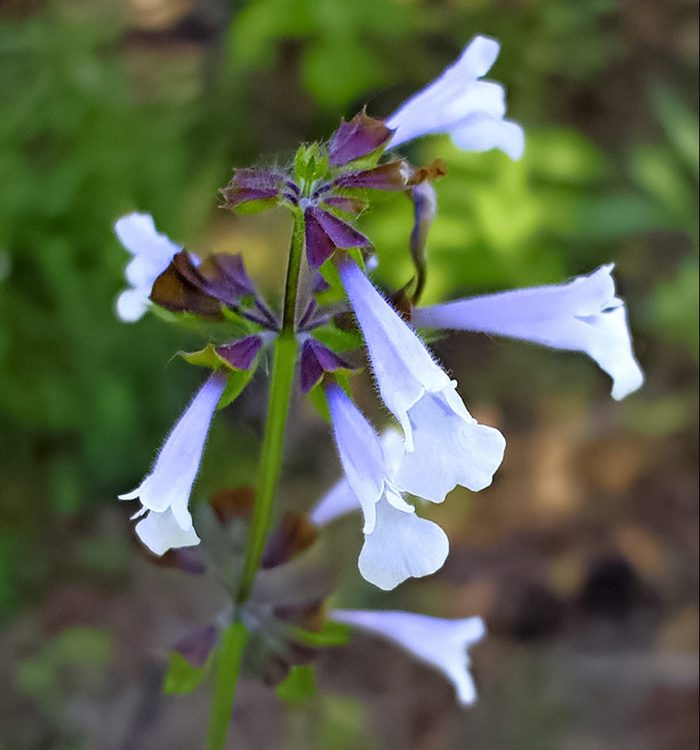 Lyreleaf sage, salvias for hummingbirds