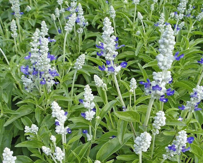 Strata mealycup sage