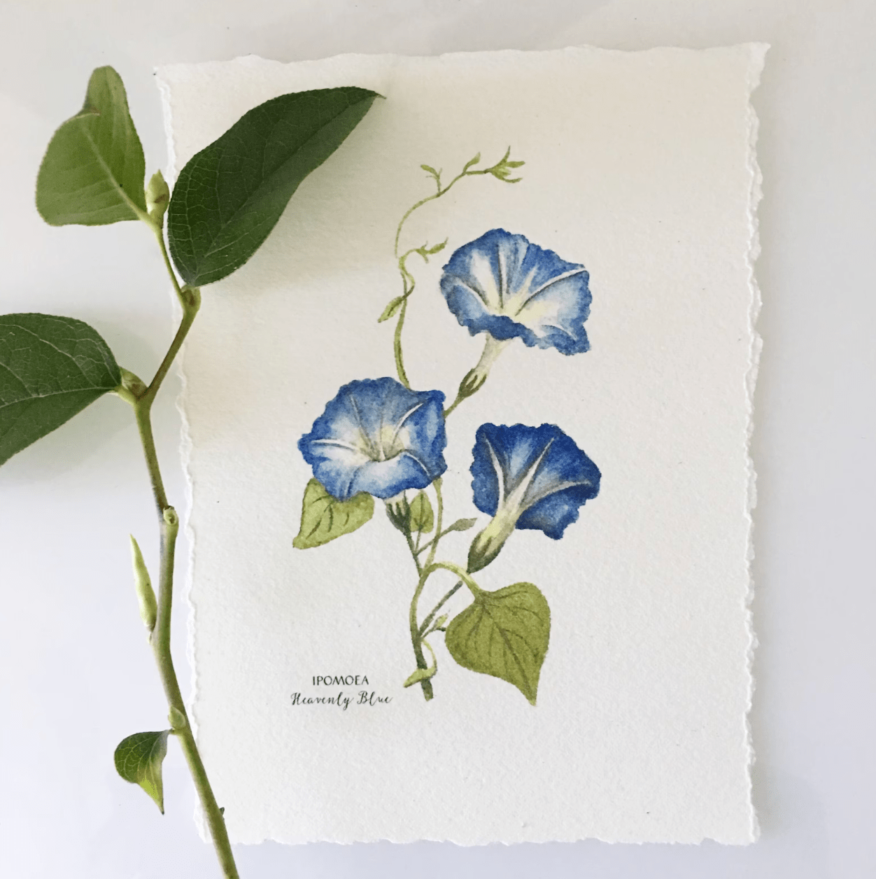 september birth flower gift guide