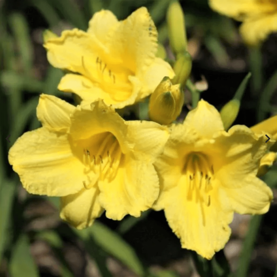 easy perennials, happy returns daylily