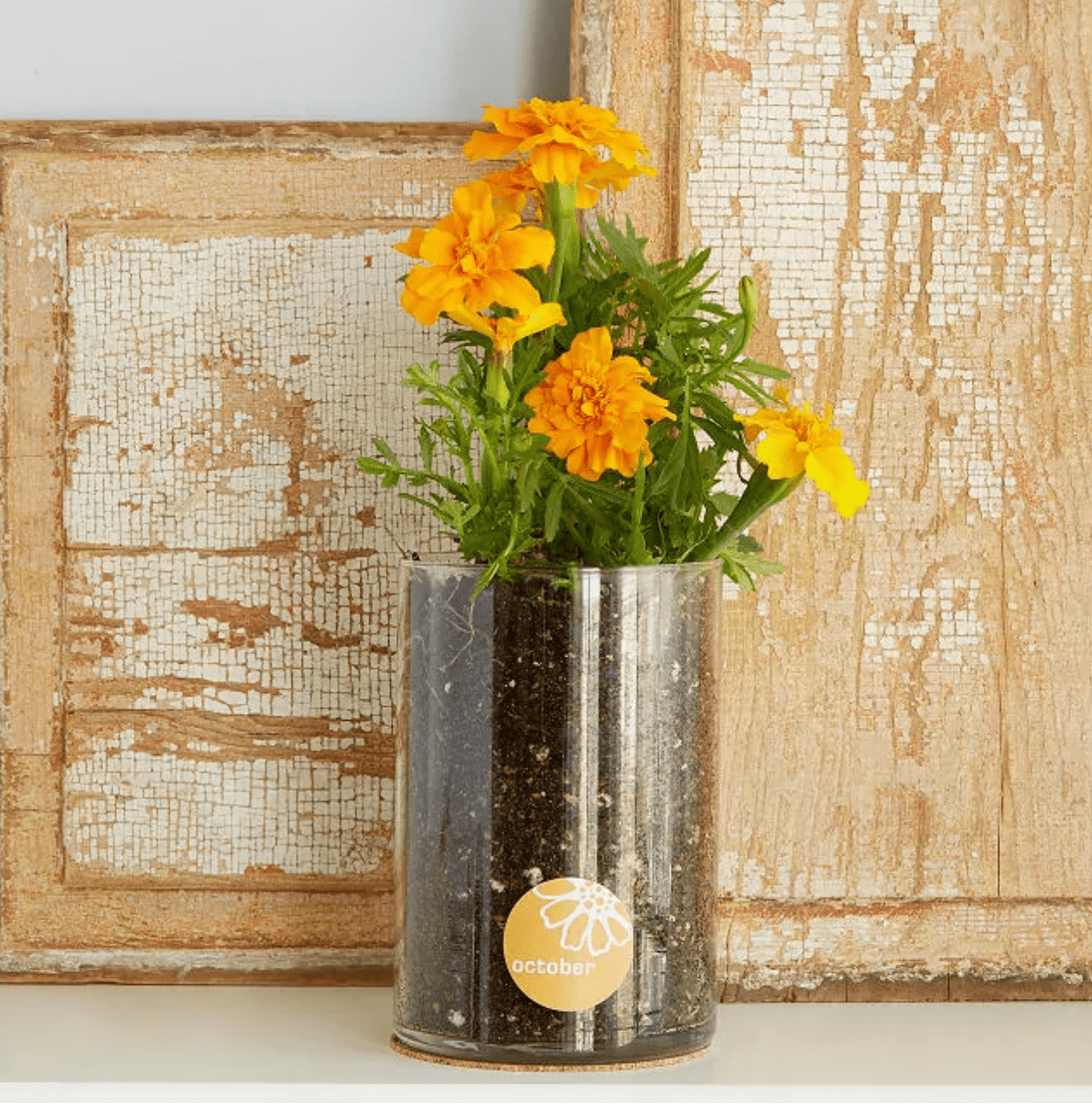 marigold growing kit