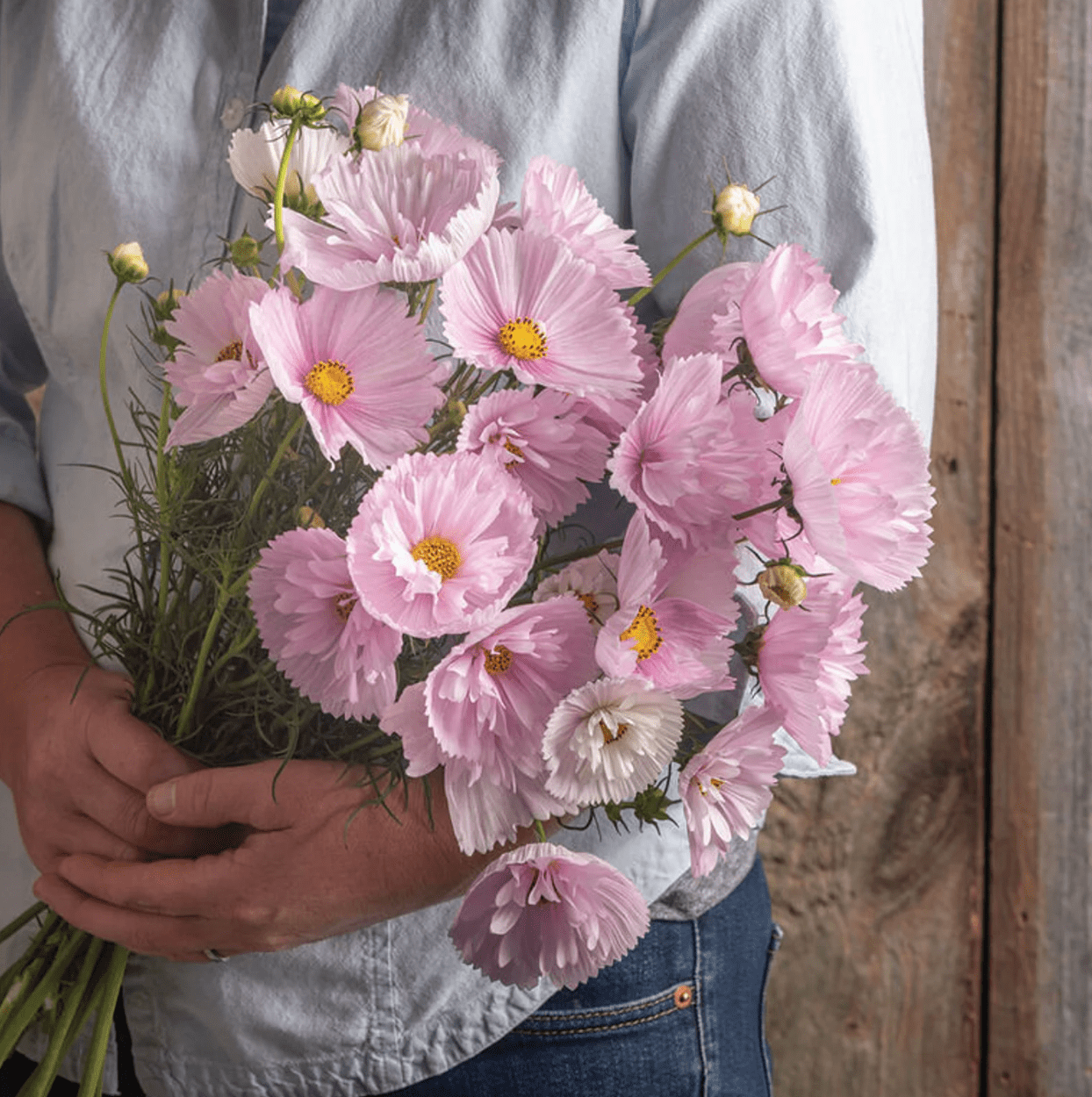 cosmos seeds, october birth flower