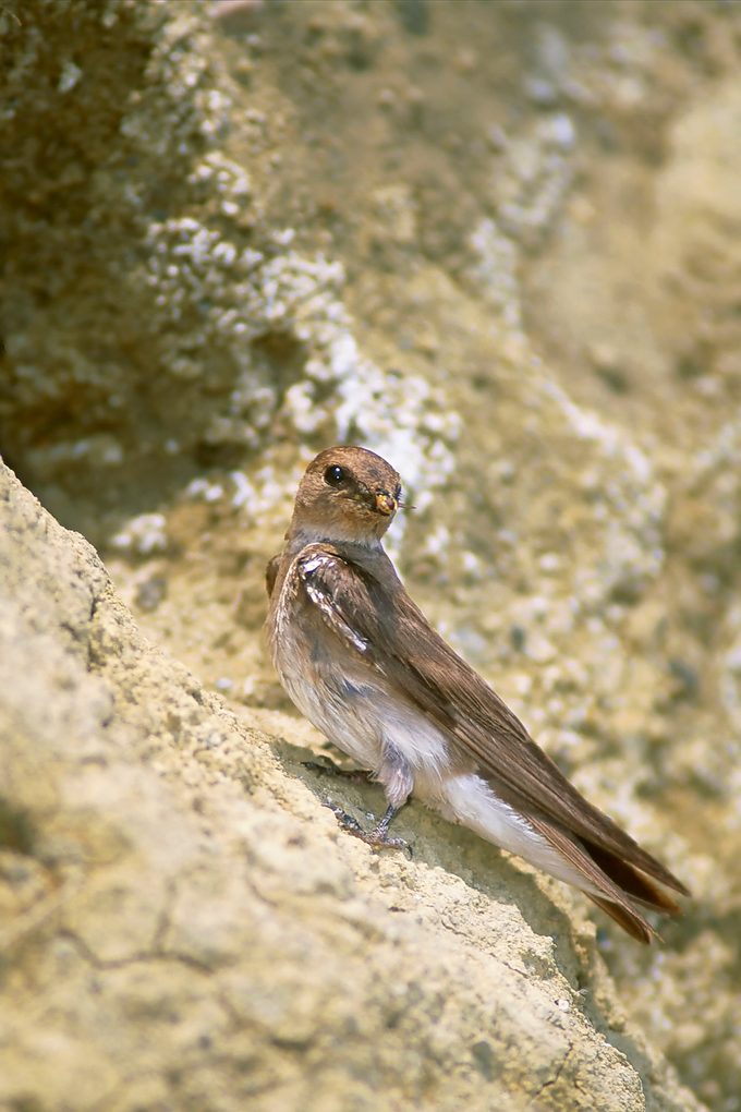 ground nesting birds, Stelgidopteryx Serripennis
