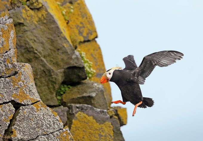 Tuftedpuffin 89a6583