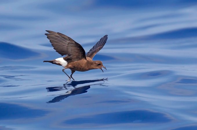 ground nesting birds, Wilsonsstormpetrel Zm42106 0001