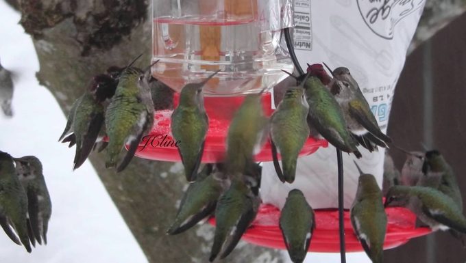 Hummingbird Photo 2