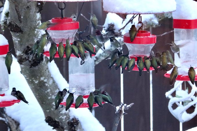 Hummingbirds