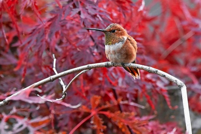 hummingbird male vs female, A male rufous hummingbird perches on a branch in front of a tree in its fall colors.