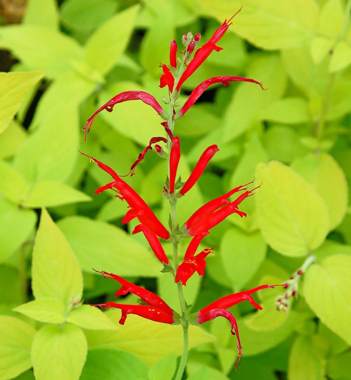 Rockin’ Golden Delicious golden leaved pineapple sage