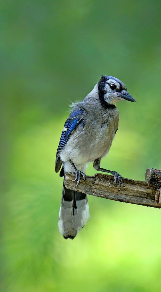 Juvenile blue jay