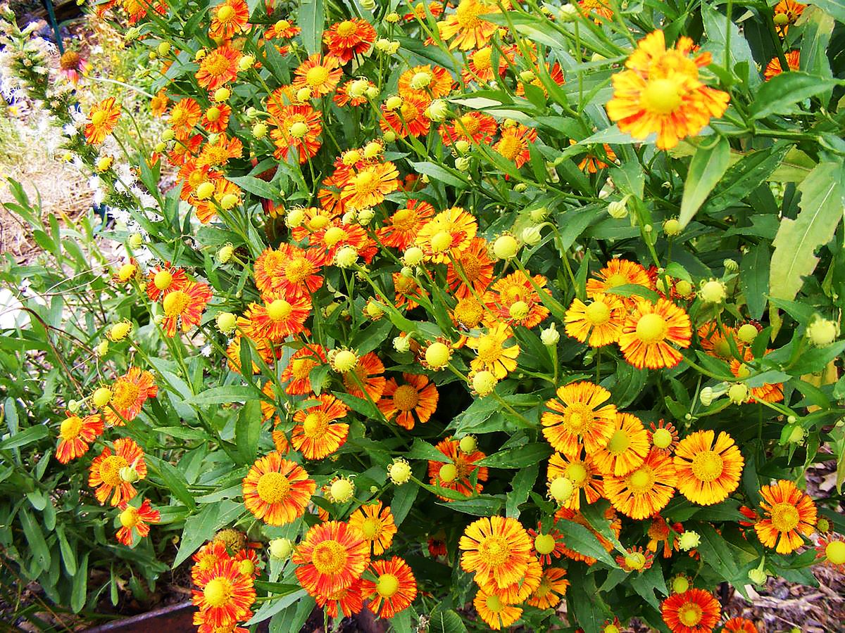 blanket flower