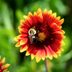 Native Blanket Flower Blankets Gardens in Bold Color