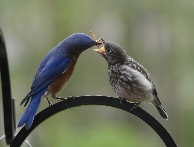 what do baby birds eat