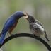 What Foods Do Baby Birds Eat?