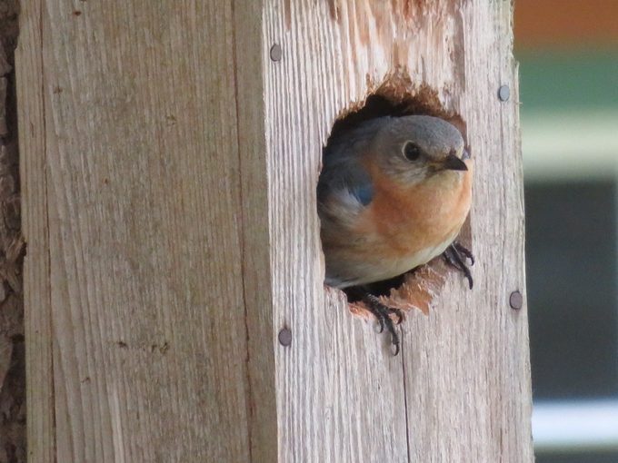 bluebird house