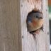 9 Proven Tips to Attract Nesting Birds
