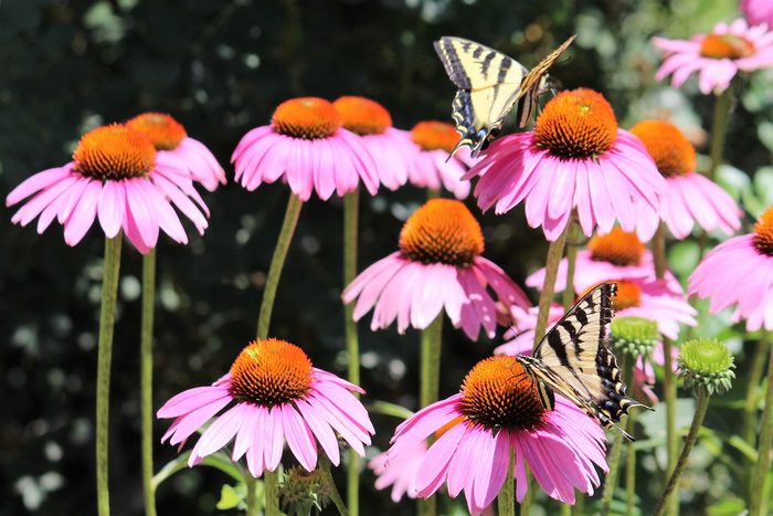 full sun perennials